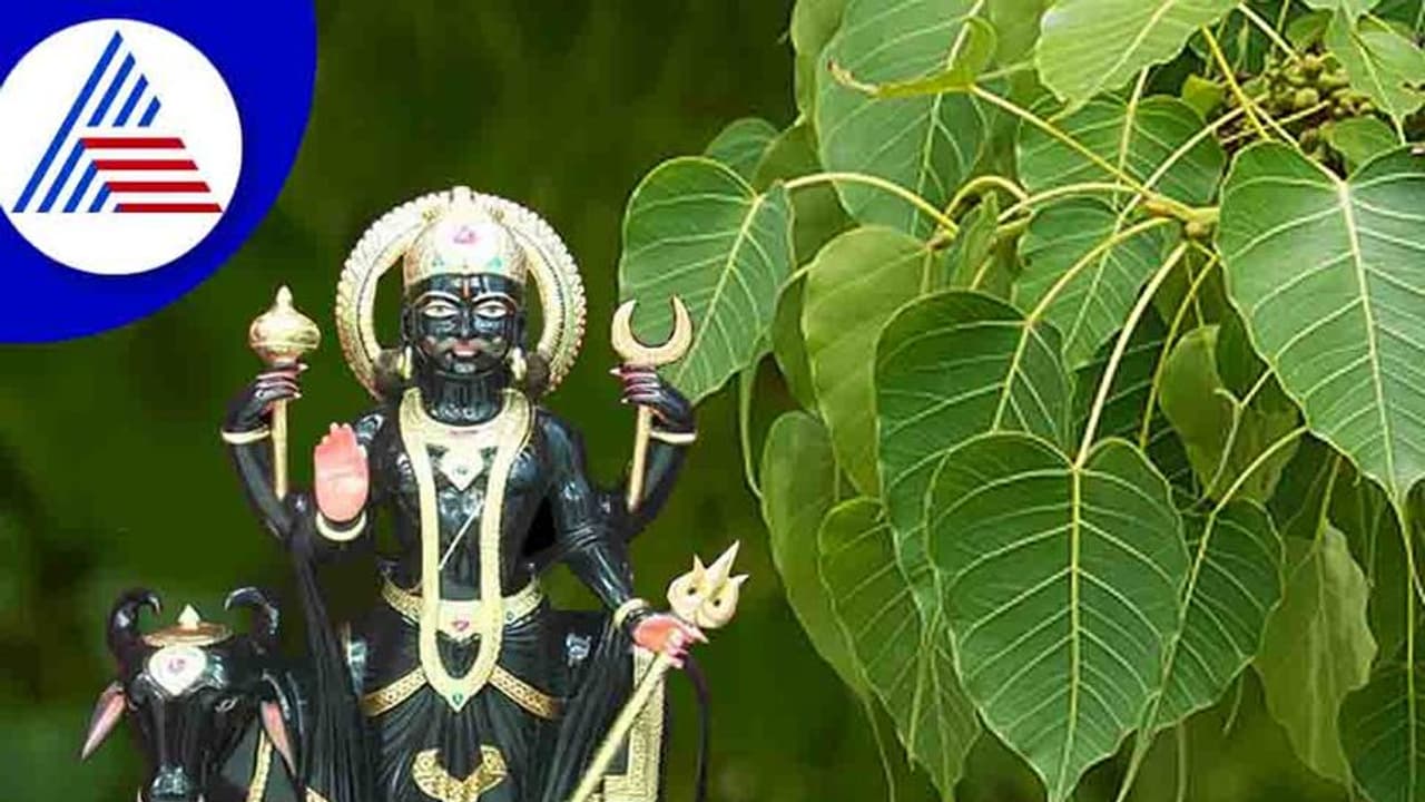 ಆಲದ ಎಲೆಯಲ್ಲಿದೆ ಶನಿಯನ್ನು ಶಾಂತಗೊಳಿಸೋ ಪರಿಹಾರ! ಆಲದ ಎಲೆಯಲ್ಲಿದೆ ಶನಿಯನ್ನು ಶಾಂತಗೊಳಿಸೋ ಪರಿಹಾರ!
