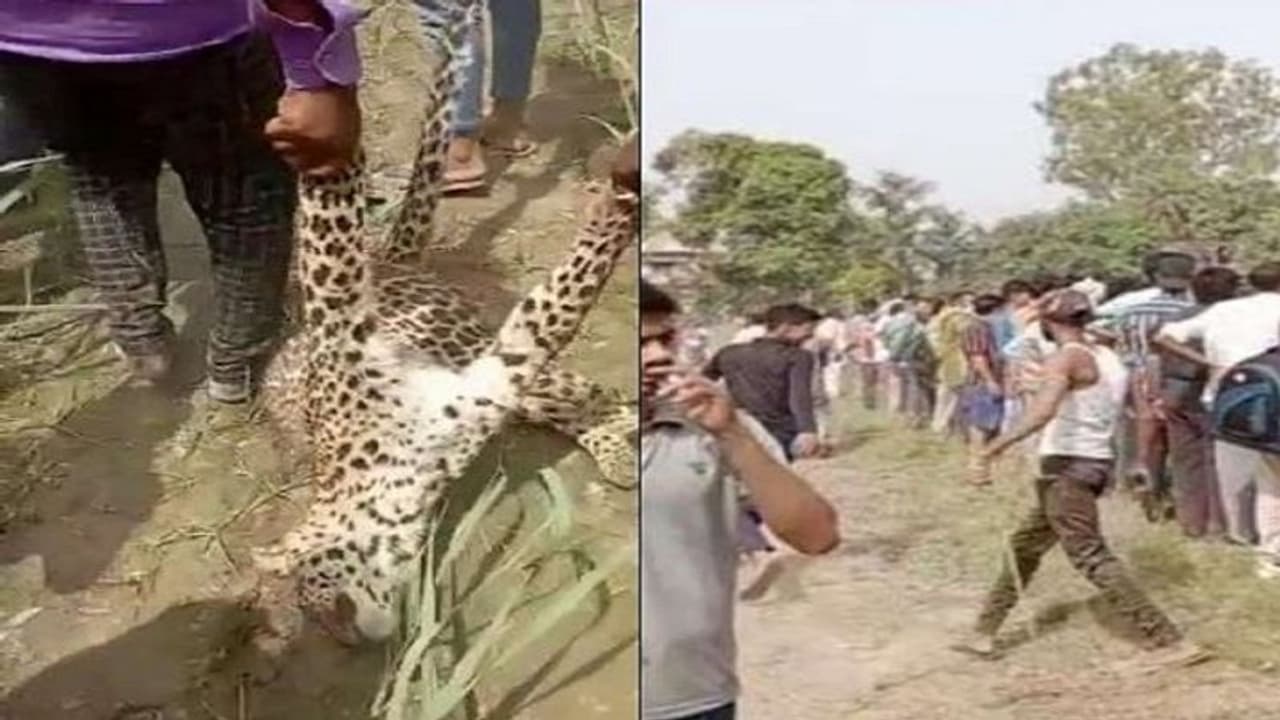 अमरोहा में ग्रामीणों पर तेंदुआ ने किया हमला, काफी मशक्कत के बाद वन विभाग की टीम के चढ़ा हत्थे अमरोहा में ग्रामीणों पर तेंदुआ ने किया हमला, काफी मशक्कत के बाद वन विभाग की टीम के चढ़ा हत्थे