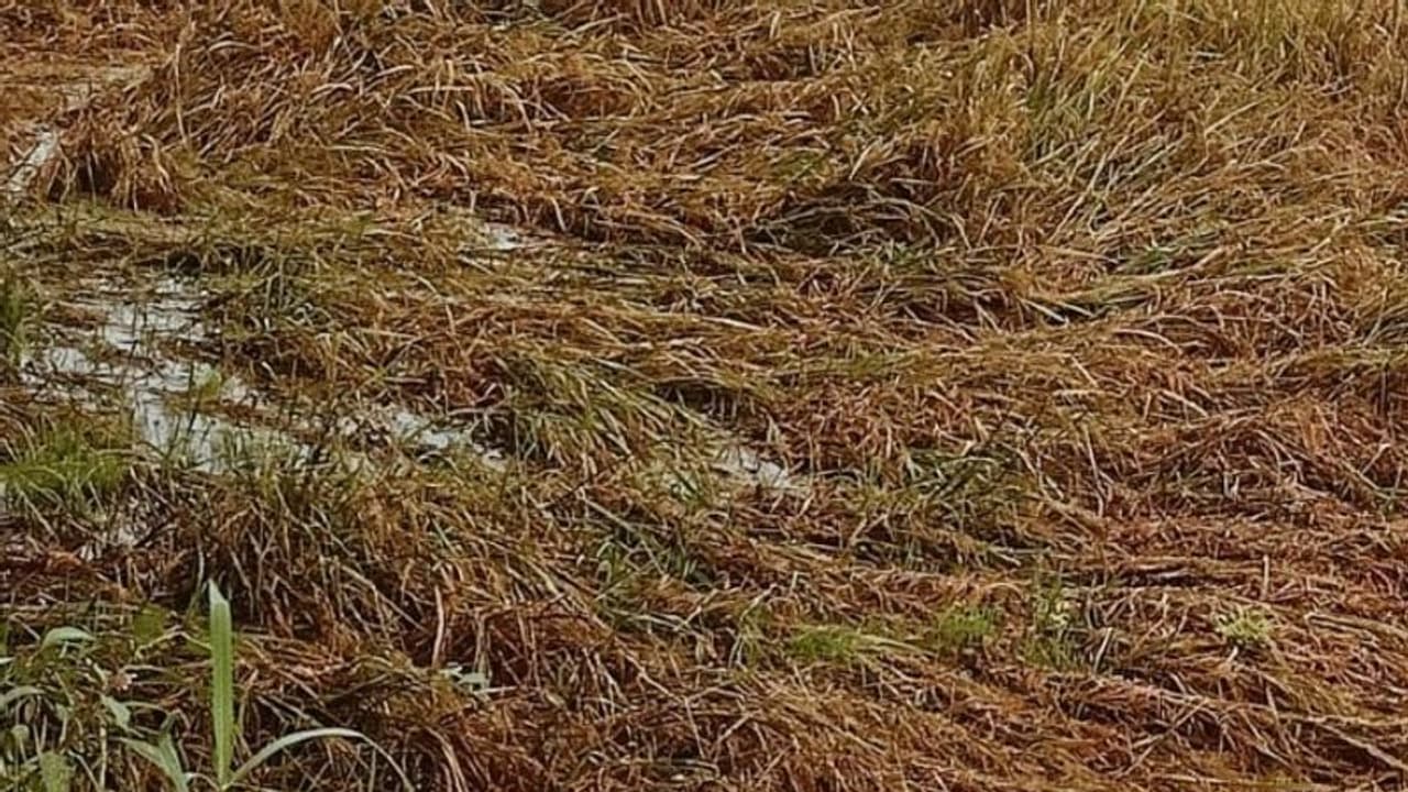 അപ്പർ കുട്ടനാട് മേഖലയില് എഴുന്നൂറോളം ഏക്കർ നെല്ല് വെള്ളത്തിൽ അപ്പർ കുട്ടനാട് മേഖലയില് എഴുന്നൂറോളം ഏക്കർ നെല്ല് വെള്ളത്തിൽ