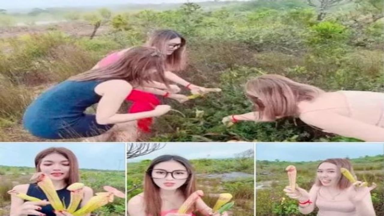 यहां खिलता है मर्दों के प्राइवेट पार्ट जैसा फूल, सरकार का आदेश लड़कियां इसे नहीं तोड़ सकतीं यहां खिलता है मर्दों के प्राइवेट पार्ट जैसा फूल, सरकार का आदेश लड़कियां इसे नहीं तोड़ सकतीं