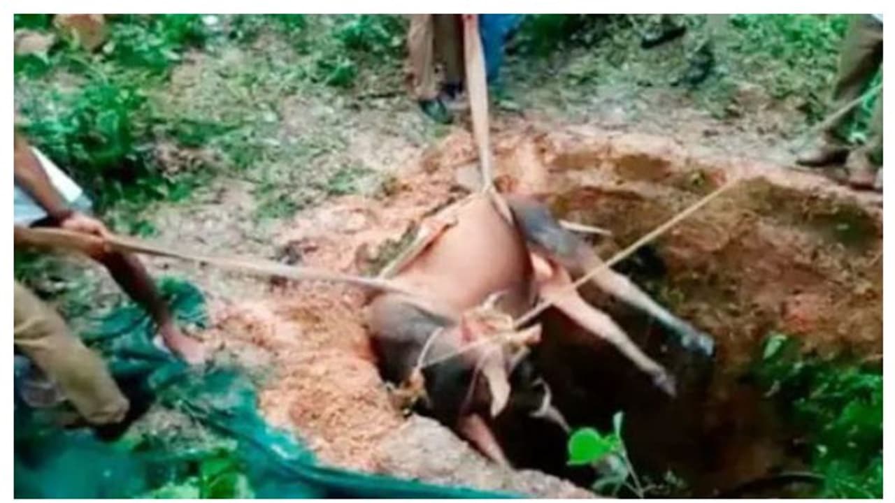 മുപ്പത്തിയഞ്ചടി താഴ്ചയുള്ള കിണറ്റിൽ വീണു, കാള‌യെ പുറത്തെടുത്ത് ഫയർഫോഴ്സ് 