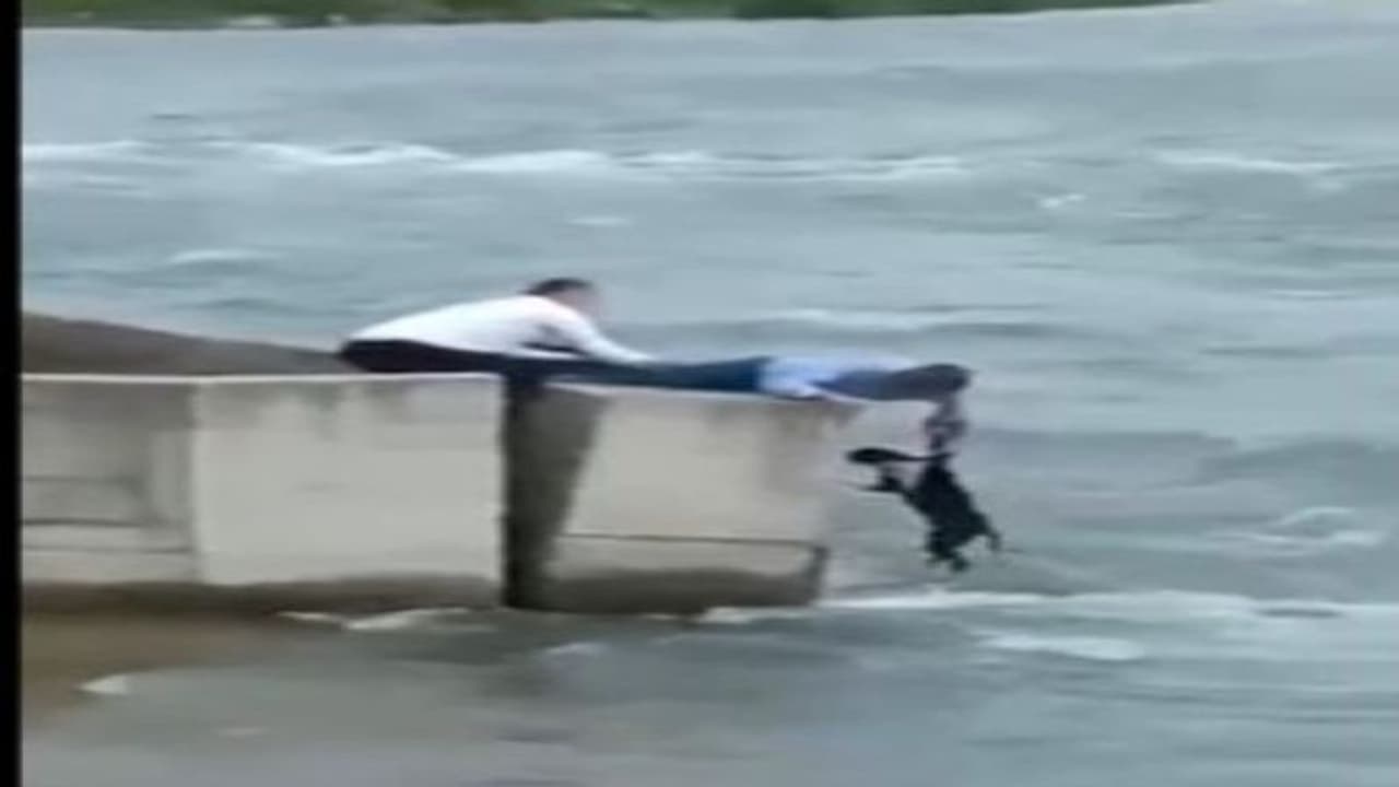 शादी छोड़ नदी के तेज बहाव में फंसे कुत्ते को बचाने पहुंच गया शख्स, मिशन पूरा होने पर पत्नी ने ऐसे दिया रिएक्शन शादी छोड़ नदी के तेज बहाव में फंसे कुत्ते को बचाने पहुंच गया शख्स, मिशन पूरा होने पर पत्नी ने ऐसे दिया रिएक्शन