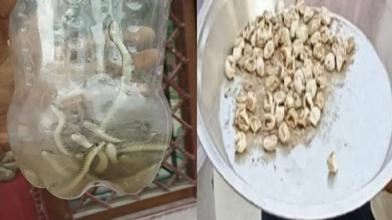 घर में मिले सांपों के झुंड को देखकर हैरत में पड़ गए लोग, बाहर निकालने के लिए बुलाए गए सपेरे घर में मिले सांपों के झुंड को देखकर हैरत में पड़ गए लोग, बाहर निकालने के लिए बुलाए गए सपेरे