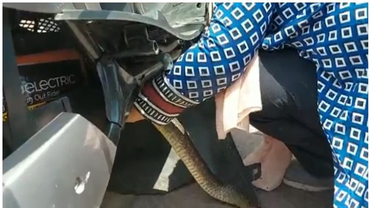 స్కూటీలో ఇరుక్కుపోయిన పెద్ద పాము.. సురక్షితంగా బయటకు తీసిన మహిళ.. వైరల్ వీడియో ఇదే స్కూటీలో ఇరుక్కుపోయిన పెద్ద పాము.. సురక్షితంగా బయటకు తీసిన మహిళ.. వైరల్ వీడియో ఇదే