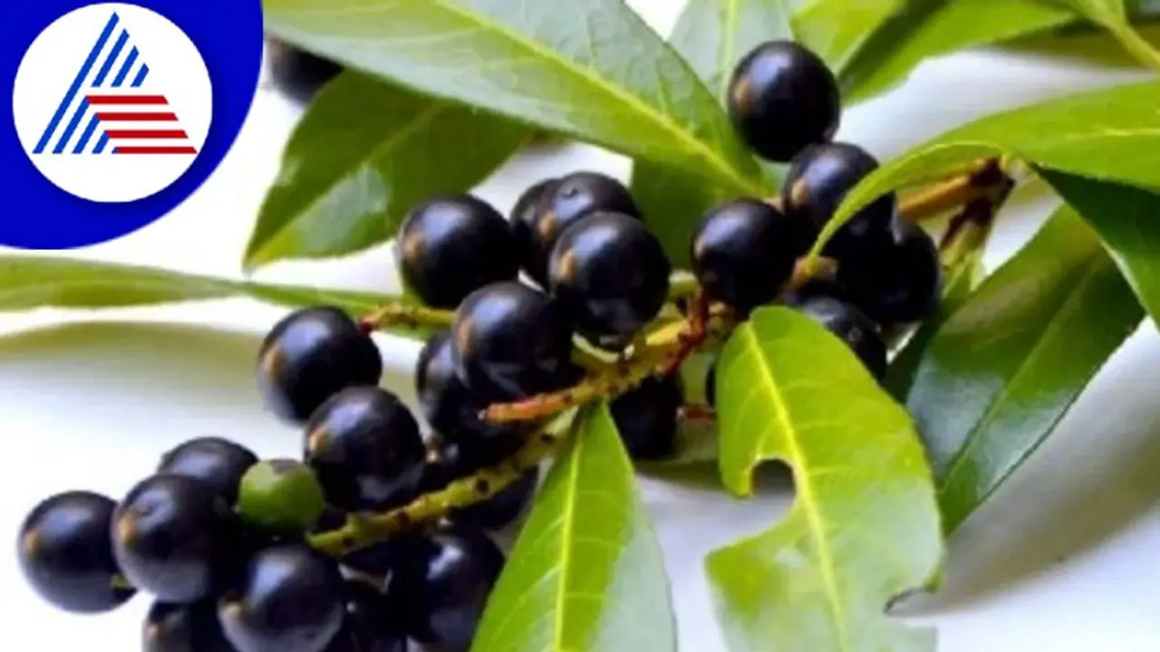 Ayurvedic Tips : ಆರೋಗ್ಯಕ್ಕೆ ಈ ಹಣ್ಣು ಅಮೃತವಾದ್ರೂ ತಪ್ಪಾಗಿ ಸೇವನೆ ಮಾಡಿದ್ರೆ ಅಪಾಯ ಹೆಚ್ಚು 