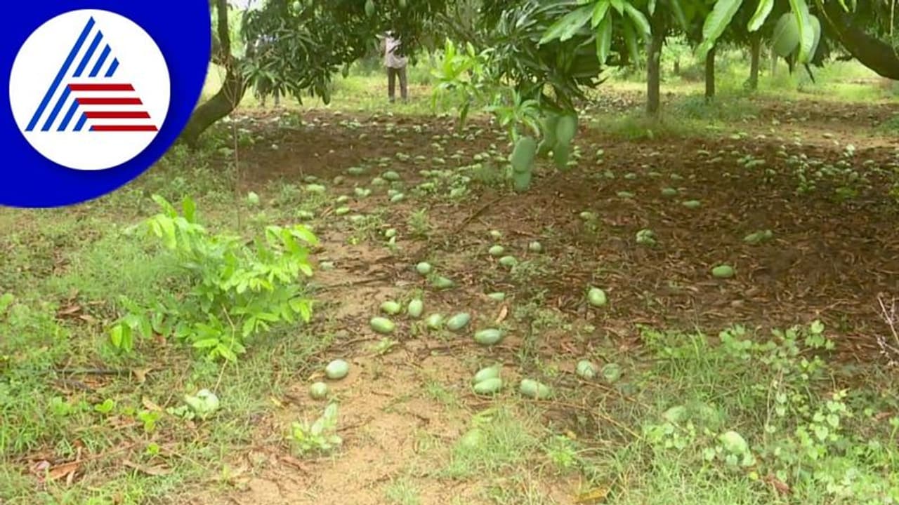 ಕೋಲಾರ ಜಿಲ್ಲೆಯಲ್ಲಿ ಮಳೆ: ಮಾವು ಸೇರಿ ಹಲವು ಬೆಳೆಗಳ ನಾಶ