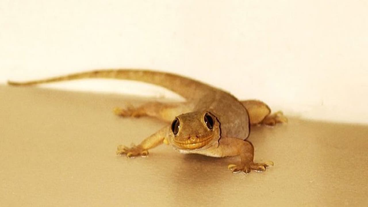 गृह प्रवेश करते समय मरी छिपकली दिखना होता है अपशकुन, जानें छिपकली से जुड़े ऐसे ही 10 संकेत गृह प्रवेश करते समय मरी छिपकली दिखना होता है अपशकुन, जानें छिपकली से जुड़े ऐसे ही 10 संकेत