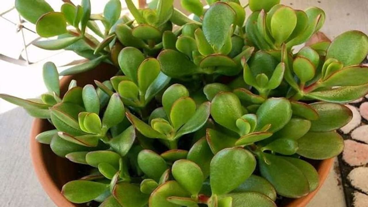 ये 3 साधारण पौधे जगा सकते हैं सोई हुई किस्मत, इनकम बढ़ाने के साथ देते हैं और भी फायदे ये 3 साधारण पौधे जगा सकते हैं सोई हुई किस्मत, इनकम बढ़ाने के साथ देते हैं और भी फायदे