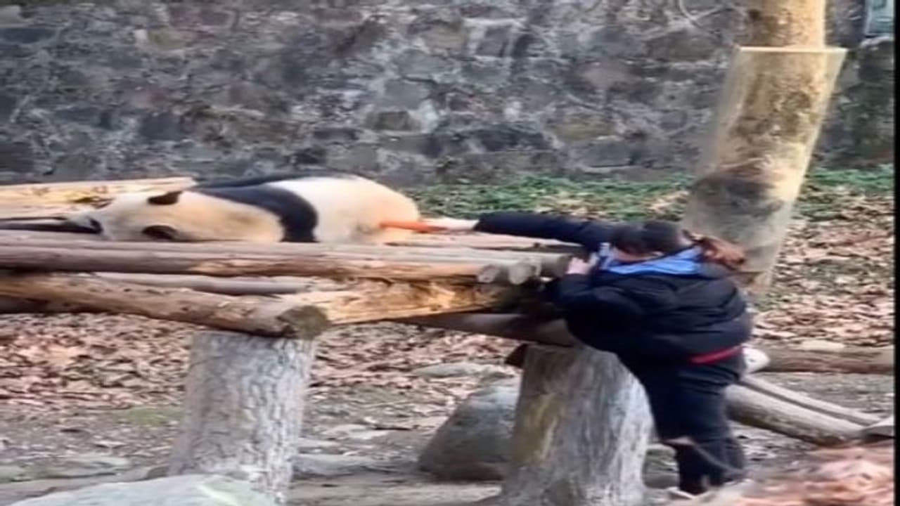 सो रहे पांडा को जब नाश्ते के लिए जगाया गया, तो दिया ऐसा रिएक्शन, सोशल मीडिया पर वायरल हो रहा वीडियो सो रहे पांडा को जब नाश्ते के लिए जगाया गया, तो दिया ऐसा रिएक्शन, सोशल मीडिया पर वायरल हो रहा वीडियो