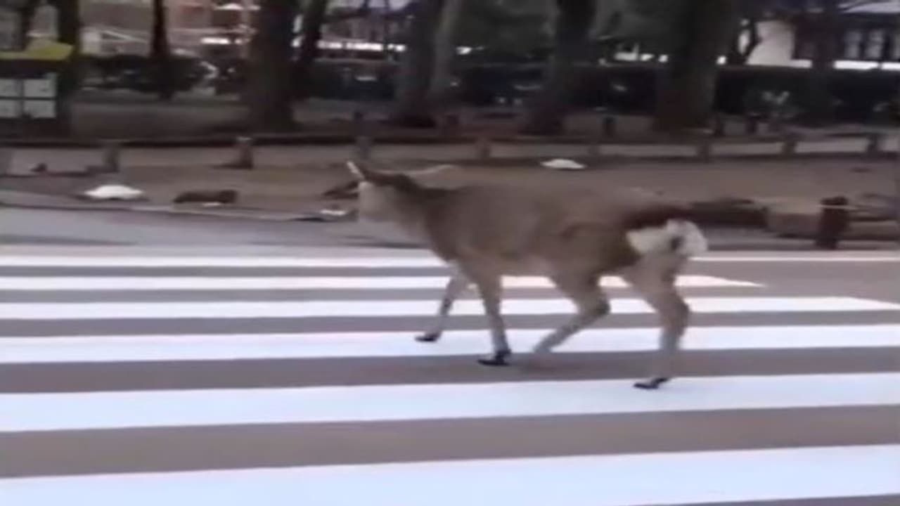 यूपी पुलिस ने ट्विटर पर पोस्ट किया वीडियो और लिखा भावुक मैसेज, यूजर्स बोले कौन है इस पेज का एडमिन..कमाल का है