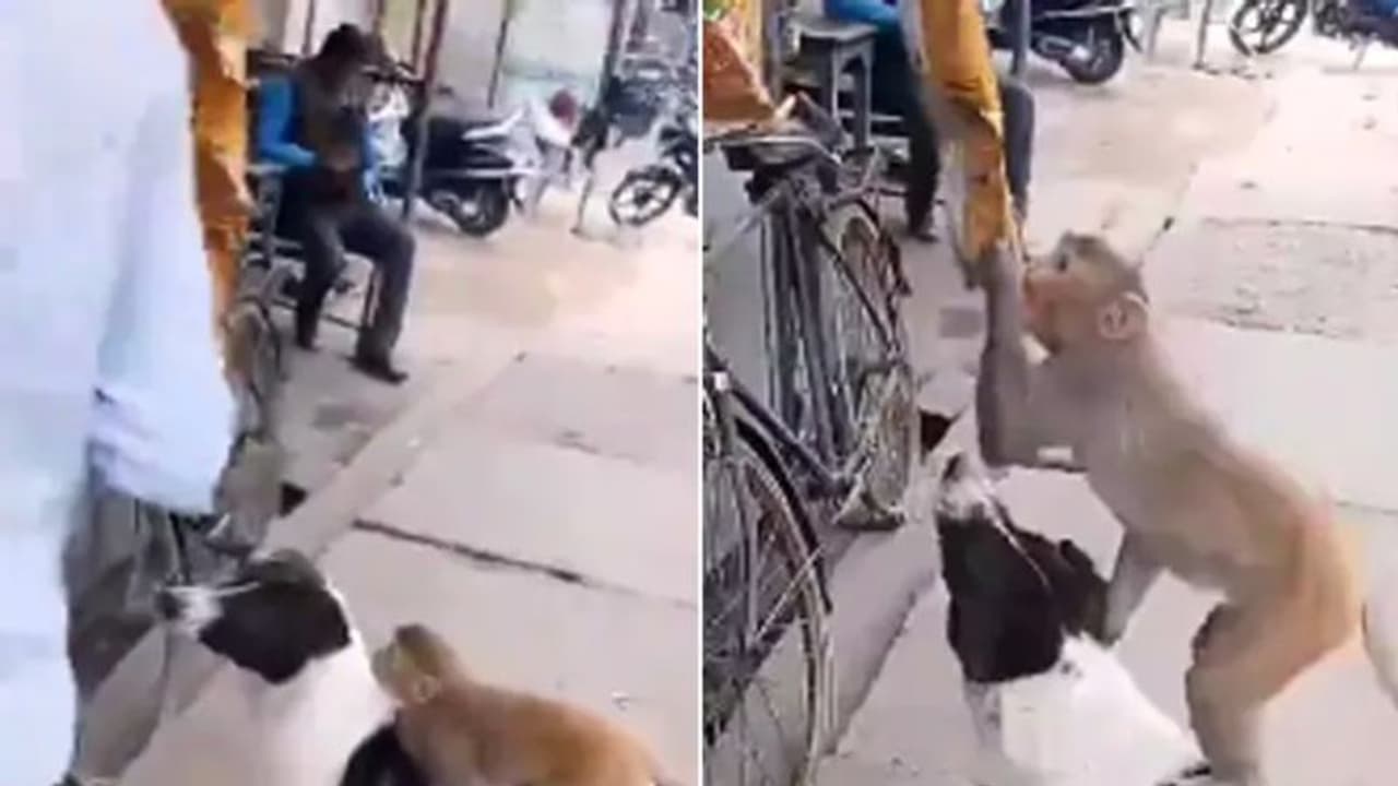 ചിപ്സ് മോഷ്ടിക്കാൻ കുരങ്ങന് കൂട്ട് നായ, അപൂർവ്വ കൂട്ടുകെട്ടിന്റെ വീഡിയോ വൈറൽ ചിപ്സ് മോഷ്ടിക്കാൻ കുരങ്ങന് കൂട്ട് നായ, അപൂർവ്വ കൂട്ടുകെട്ടിന്റെ വീഡിയോ വൈറൽ