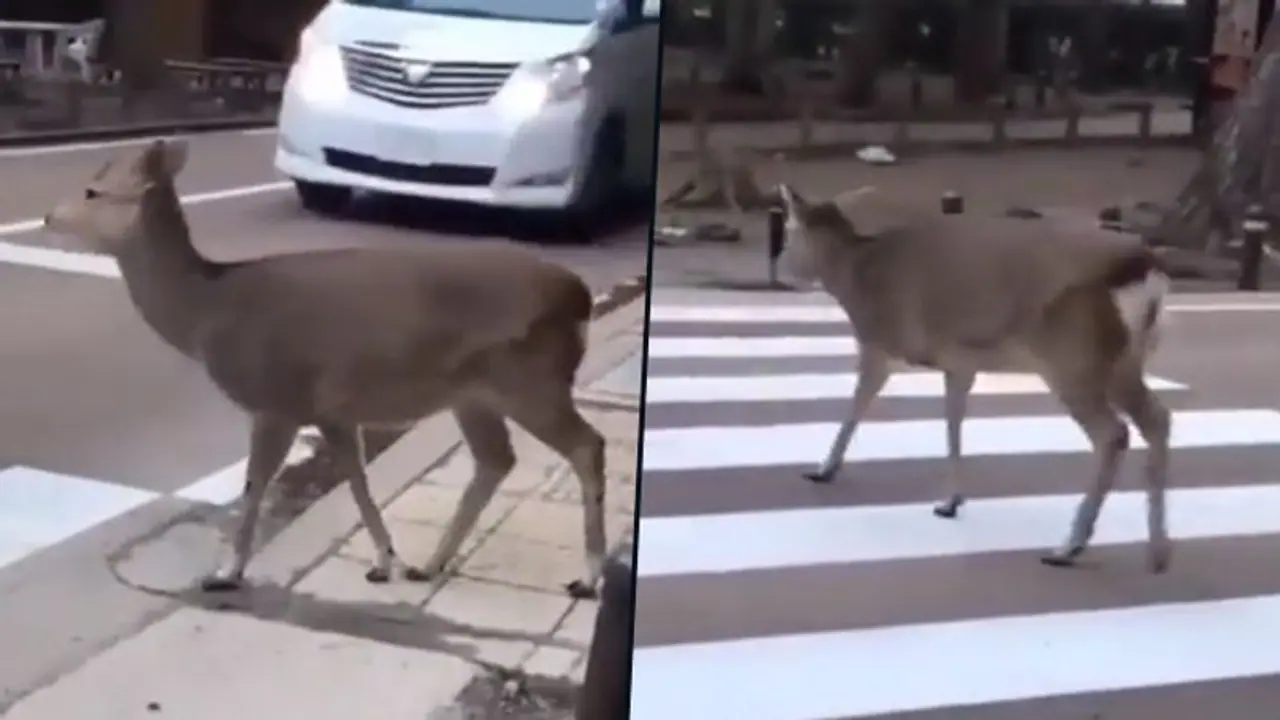 A deer helps UP Police give lessons on road safety; watch