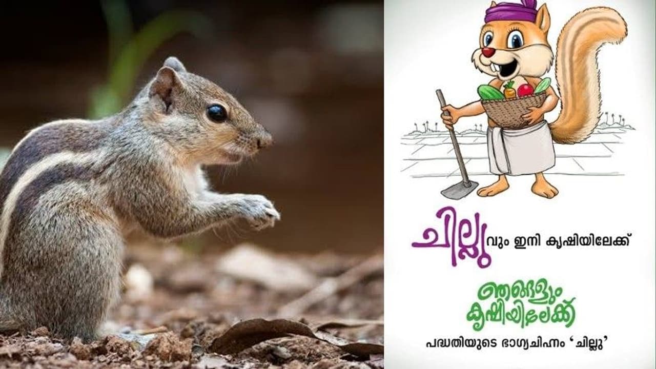 Opinion: അണ്ണാറക്കണ്ണന് കര്ഷക വിരുദ്ധനാണോ? Opinion: അണ്ണാറക്കണ്ണന് കര്ഷക വിരുദ്ധനാണോ?