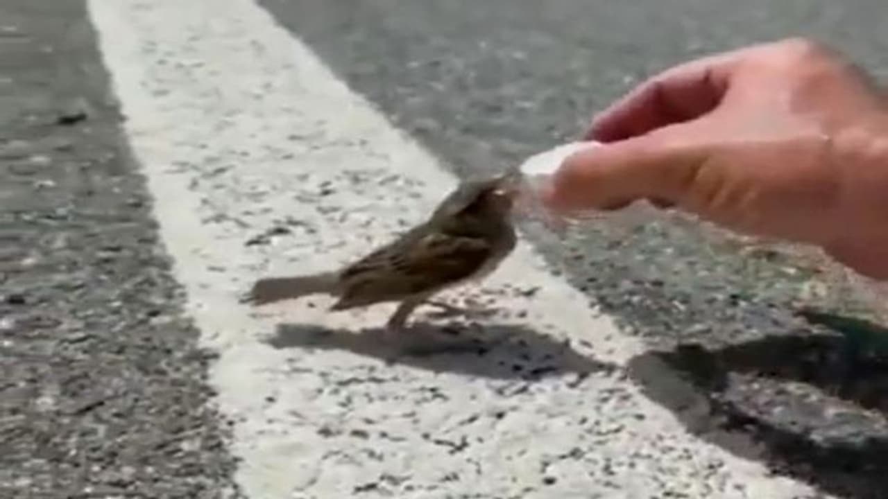 गर्मी और प्यास से बेहाल गौरेया का वीडियो हुआ वायरल, आईएएस अधिकारी ने कहा दो बूंद जिंदगी के गर्मी और प्यास से बेहाल गौरेया का वीडियो हुआ वायरल, आईएएस अधिकारी ने कहा दो बूंद जिंदगी के