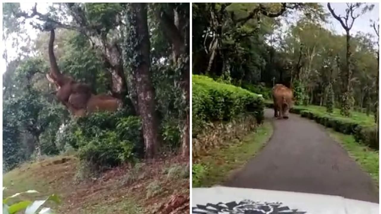 നെല്ലിയാമ്പതിയിൽ കാട്ടാന റോഡിലിറങ്ങി; ഗതാഗതം തടസ്സപ്പെട്ടു നെല്ലിയാമ്പതിയിൽ കാട്ടാന റോഡിലിറങ്ങി; ഗതാഗതം തടസ്സപ്പെട്ടു