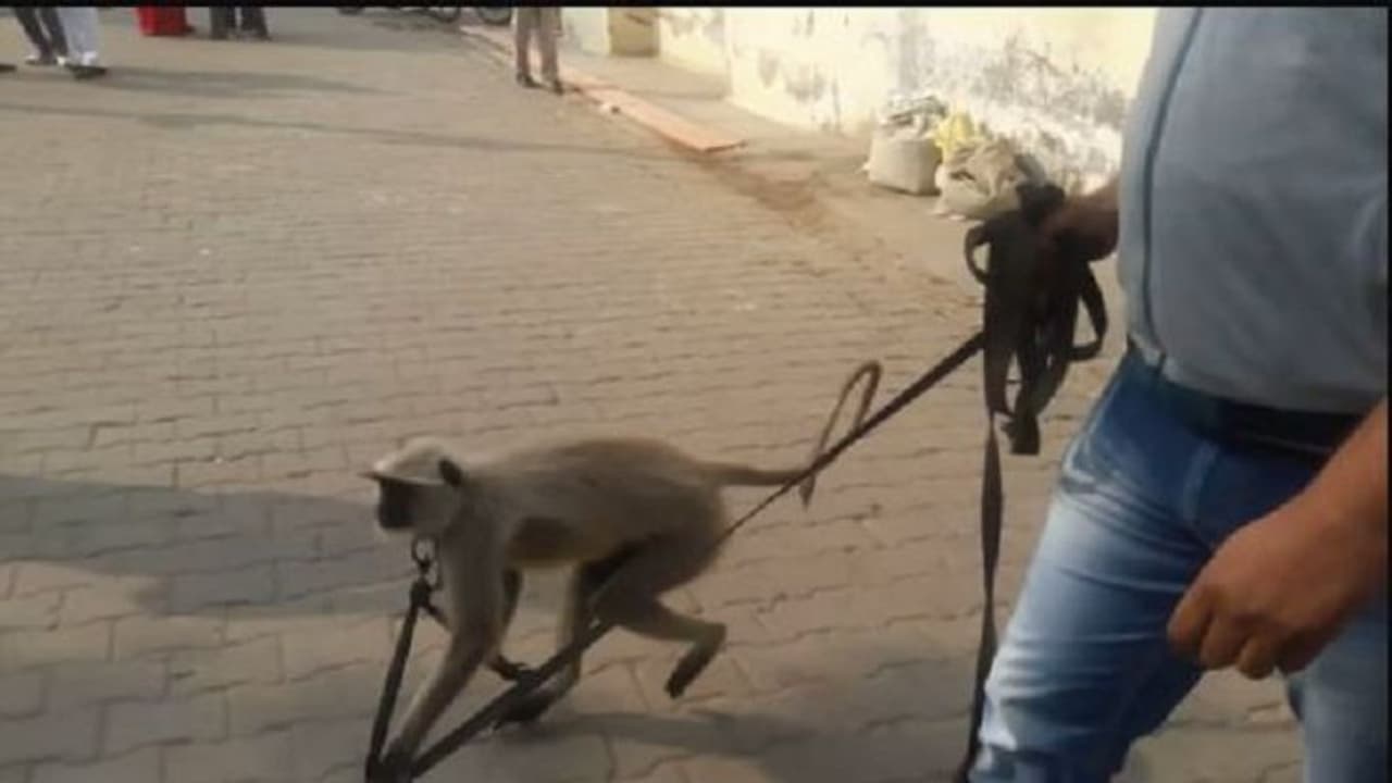 आजमगढ़ में लंगूर पकड़ने के दौरान छोड़े गए पटाखे से बालक की हुई मौत, जानिए कैसे हुआ पूरा हादसा