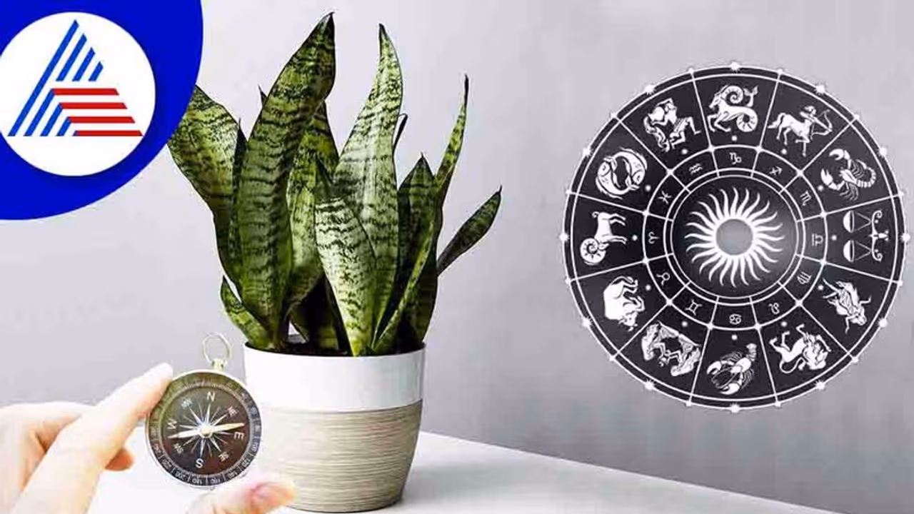 Vastu Tips: ಈ ಆರು ಗಿಡಗಳು ಮನೆಯಲ್ಲಿದ್ರೆ ಜೇಬಿಗೆ ಹಣ ಸೇರೋದು ಗ್ಯಾರಂಟಿ! Vastu Tips: ಈ ಆರು ಗಿಡಗಳು ಮನೆಯಲ್ಲಿದ್ರೆ ಜೇಬಿಗೆ ಹಣ ಸೇರೋದು ಗ್ಯಾರಂಟಿ!