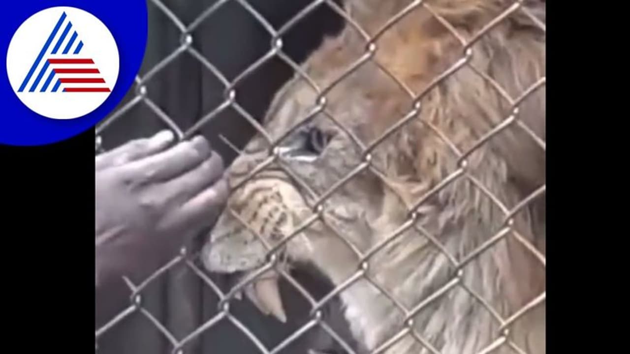 చనువు ఇచ్చింది కదా అని సింహంతో ఆటలాడితే...!