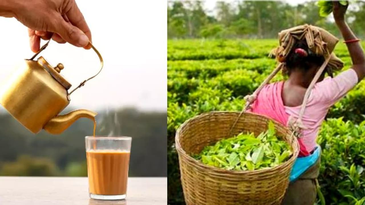 ഇന്ത്യൻ ചായയ്ക്ക് പ്രിയമേറുന്നു; അഞ്ച് വർഷത്തിനുള്ളിൽ കയറ്റുമതി 300 ദശലക്ഷം കിലോഗ്രാമായി ഉയരും ഇന്ത്യൻ ചായയ്ക്ക് പ്രിയമേറുന്നു; അഞ്ച് വർഷത്തിനുള്ളിൽ കയറ്റുമതി 300 ദശലക്ഷം കിലോഗ്രാമായി ഉയരും