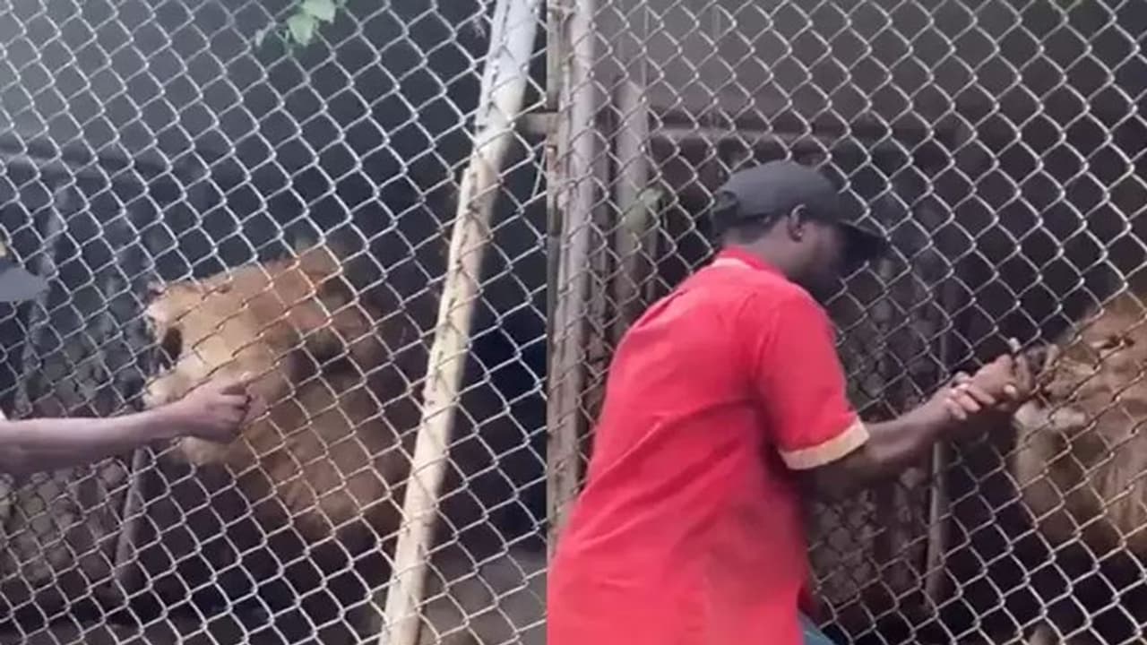 शेर को उंगली करना पड़ा भारी, लोगों को लगा यह सिर्फ एक मजाक है लेकिन...