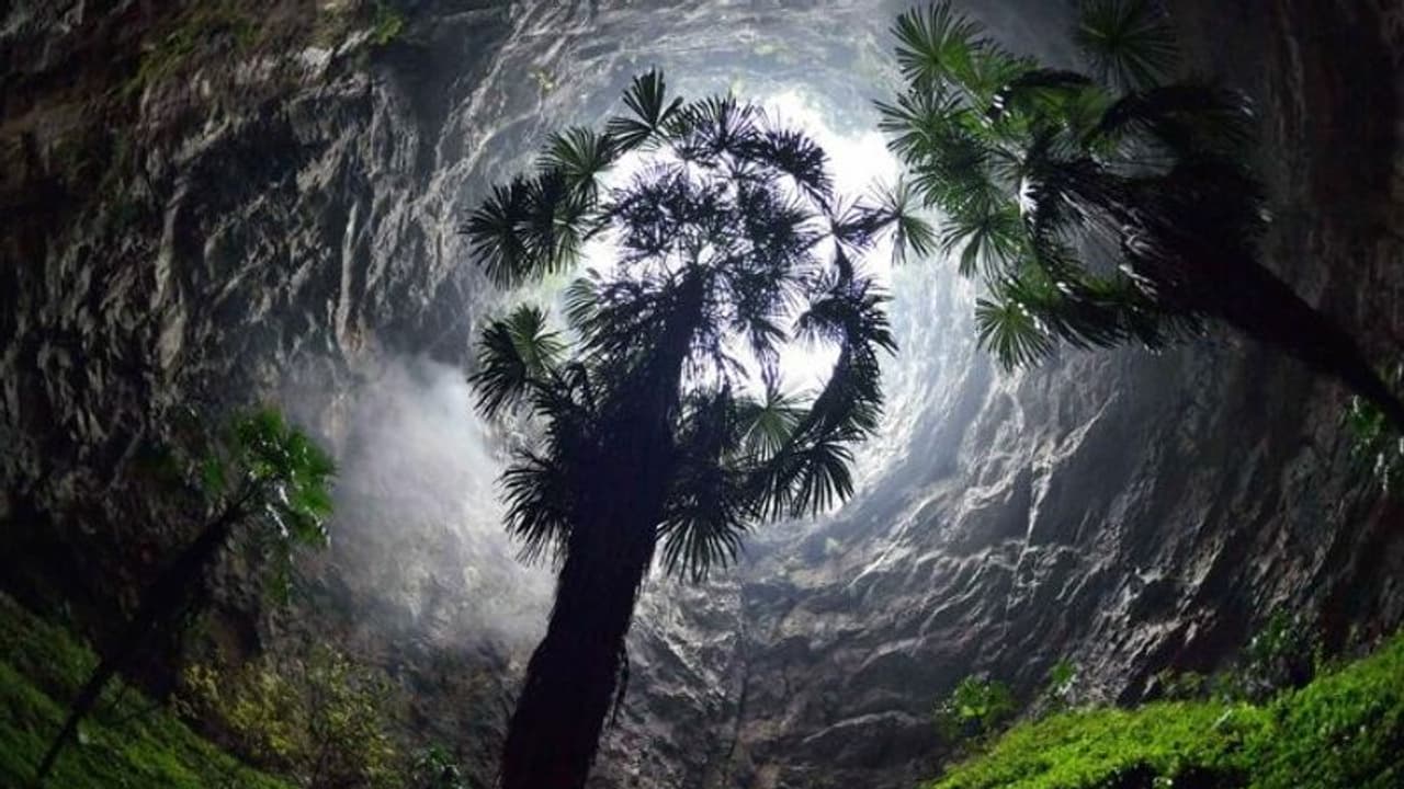 গুহার ভিতরে আস্ত একটি প্রাচীন জঙ্গল, বিজ্ঞানীদের অনুমান থাকতে পারে অজানা পশু পাখিও গুহার ভিতরে আস্ত একটি প্রাচীন জঙ্গল, বিজ্ঞানীদের অনুমান থাকতে পারে অজানা পশু পাখিও