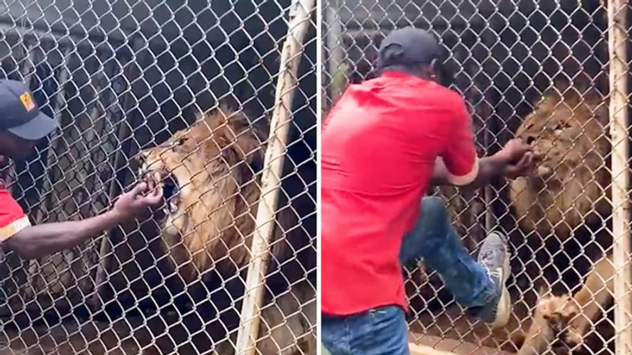 Watch: Lion bites off zookeeper's finger after he sticks his hand into the cage
