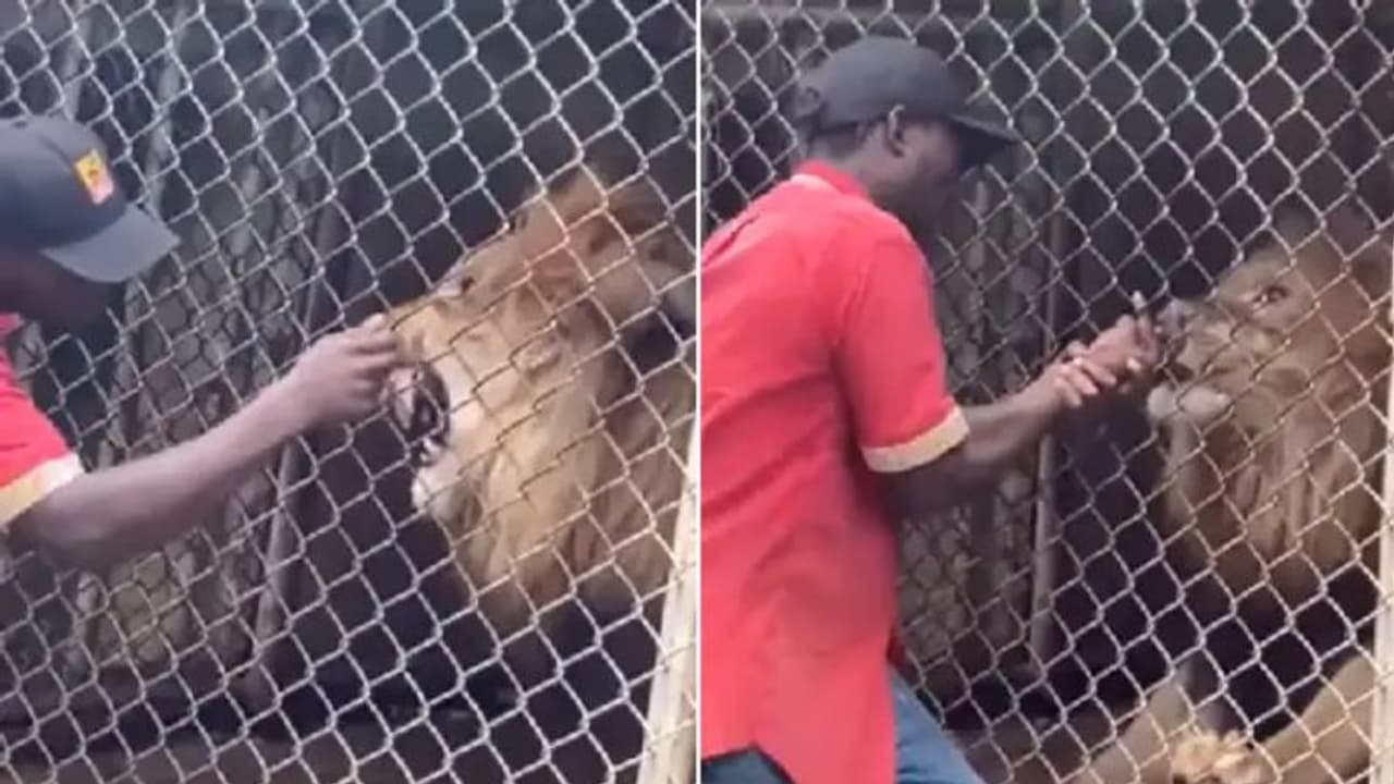 രോമം വലിച്ചും വായിൽ കൈയ്യിട്ടും സൂ കീപ്പറുടെ 'ഷോ', സിംഹം വിരൽ കടിച്ചെടുത്തു രോമം വലിച്ചും വായിൽ കൈയ്യിട്ടും സൂ കീപ്പറുടെ 'ഷോ', സിംഹം വിരൽ കടിച്ചെടുത്തു