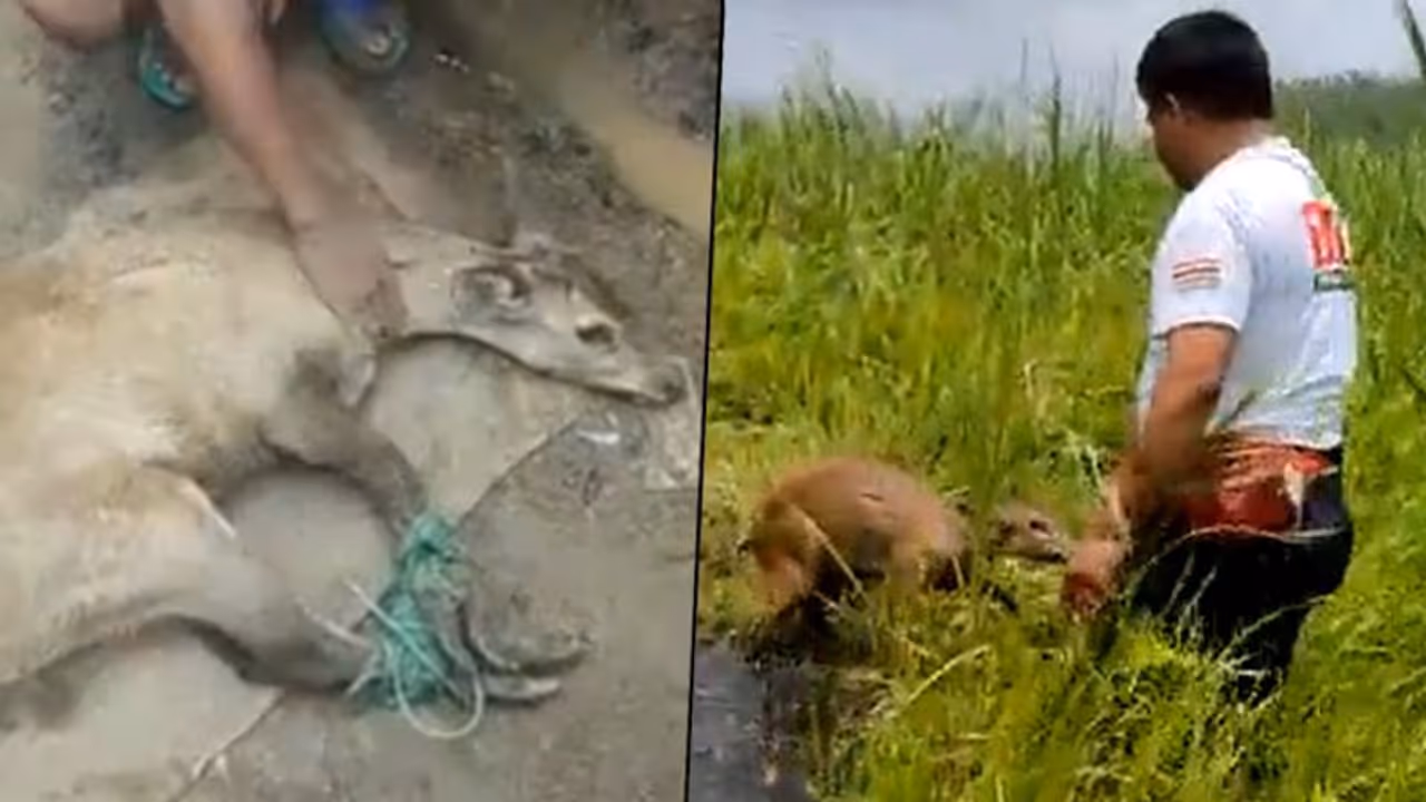 Manipur villagers rescue Sangai deer and release it into forests Manipur villagers rescue Sangai deer and release it into forests