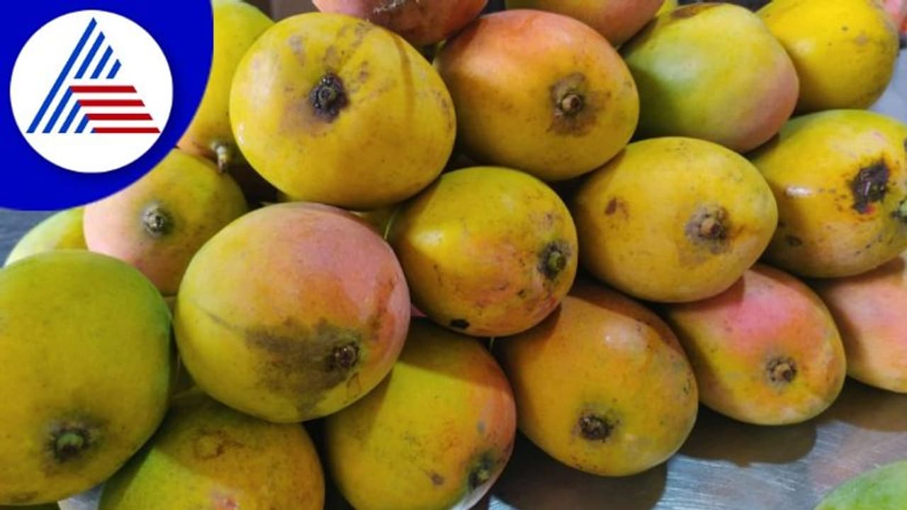 Udupi Mango Mela: ದೇವಾಲಯಗಳ ನಗರಿಯಲ್ಲಿ ಮಾವಿನ ದರ್ಬಾರು Udupi Mango Mela: ದೇವಾಲಯಗಳ ನಗರಿಯಲ್ಲಿ ಮಾವಿನ ದರ್ಬಾರು