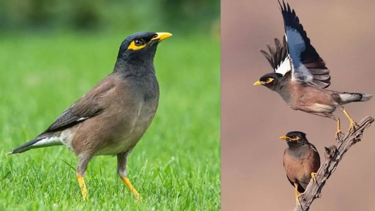 এক শালিক দেখা অশুভ আর জোড়া শালিক শুভ জ্যোতিষশাস্ত্র কী বলছে জানুন 