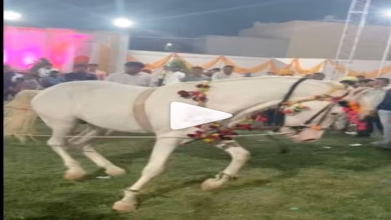 ढोल की थाप पर झूम रहे थे बाराती, तभी मदमस्त घोड़े ने किया ऐसा डांस, सबकी ठहर गई नजर, देखिए वायरल वीडियो ढोल की थाप पर झूम रहे थे बाराती, तभी मदमस्त घोड़े ने किया ऐसा डांस, सबकी ठहर गई नजर, देखिए वायरल वीडियो