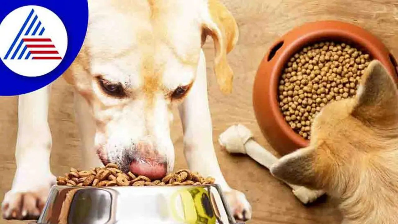 ಬೇಕಾಗಿದ್ದಾರೆ: 5 ದಿನ ನಾಯಿ ಆಹಾರ ತಿನ್ನುವ ಕೆಲಸ, 5 ಲಕ್ಷ ರೂ. ಸಂಬಳ !