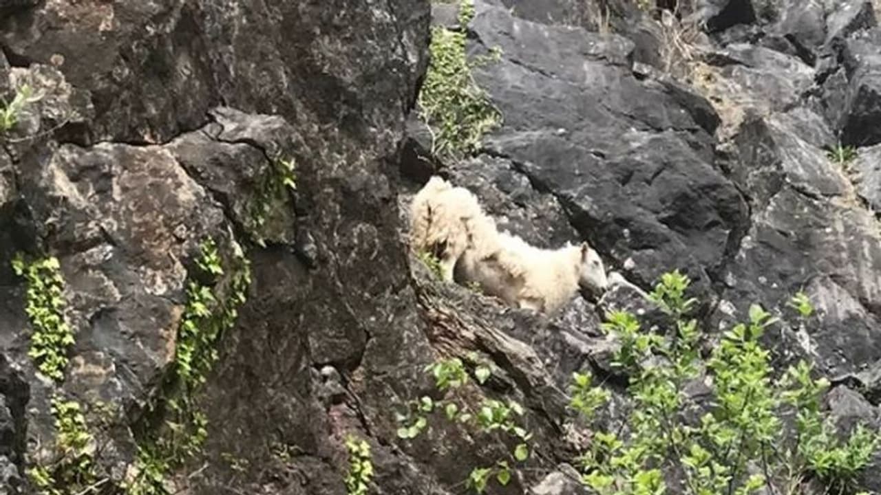 भेड़ को बचाने गई महिला के साथ खुद हो गया भयानक हादसा, सरकार को जारी करनी पड़ी एडवाइजरी 