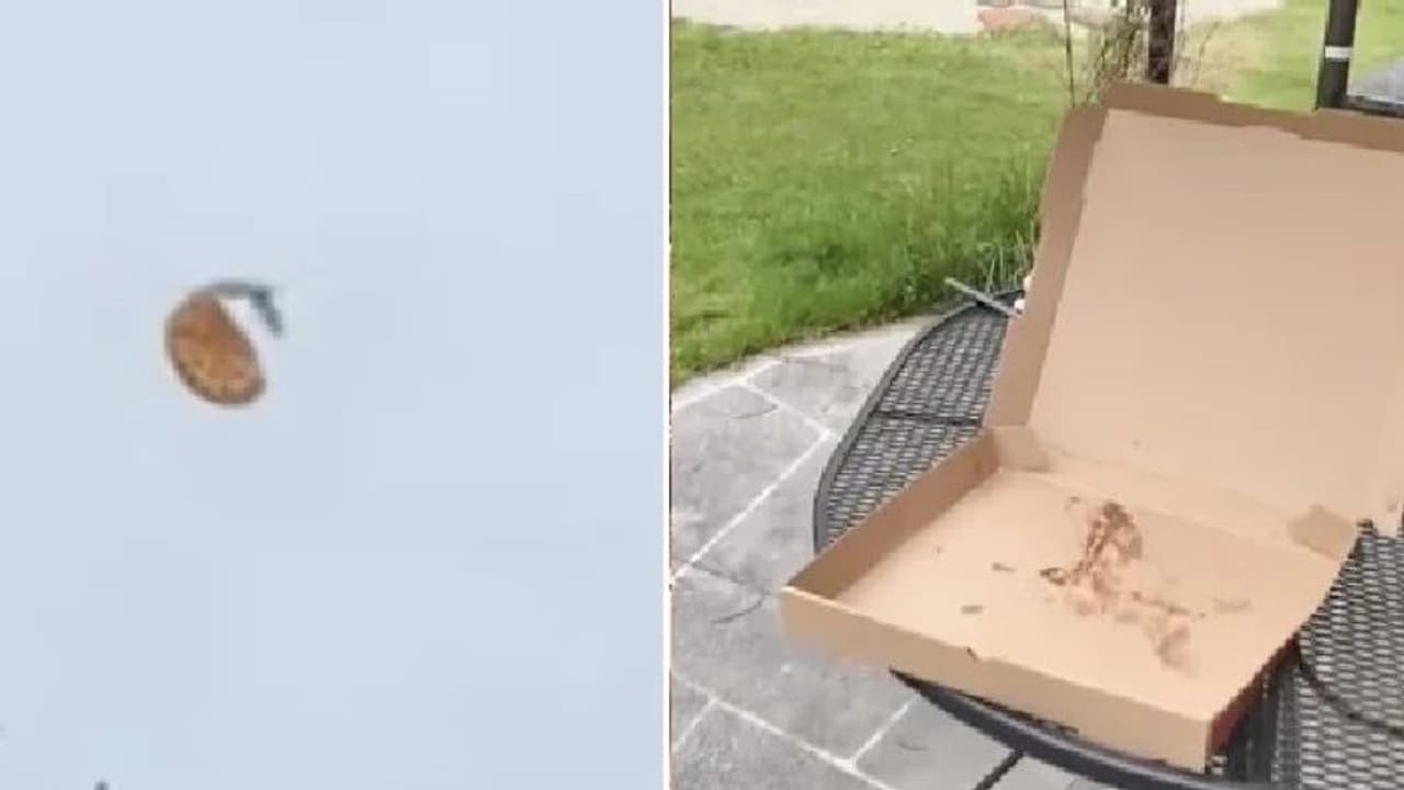 Viral Video : കാത്തുസൂക്ഷിച്ചൊരു കസ്തൂരി...മാമ്പഴമല്ല, പിസ; വൈറലായ വീഡിയോ Viral Video : കാത്തുസൂക്ഷിച്ചൊരു കസ്തൂരി...മാമ്പഴമല്ല, പിസ; വൈറലായ വീഡിയോ