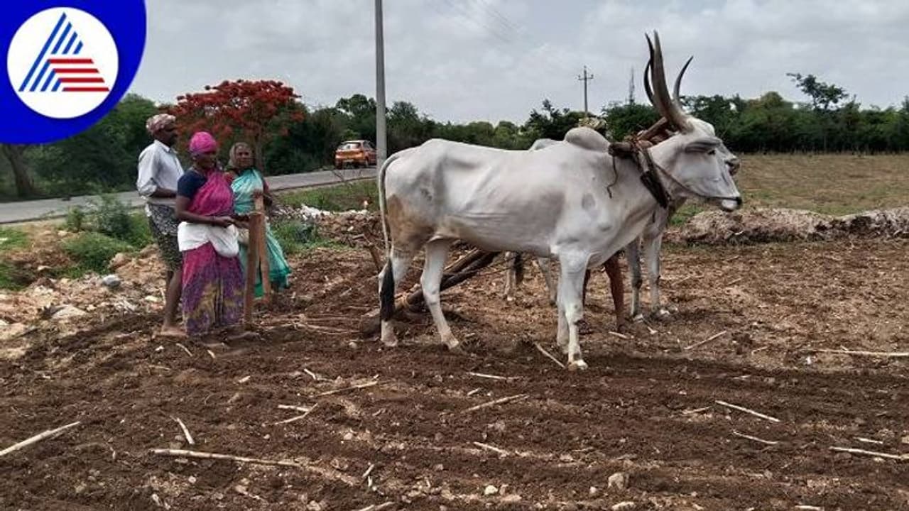 Vijayanagara: ಇಲ್ಲಿನ ರೈತರಿಗೆ ಅಕಾಲಿಕ ಮಳೆಯೇ ಆಸರೆ..!