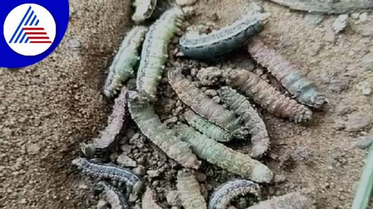 Karwar: ರೈತರಿಗೆ 'ಸೈನಿಕ' ಹುಳಗಳ ಕಾಟ: ಸಂಕಷ್ಟದಲ್ಲಿ ಅನ್ನದಾತ..!