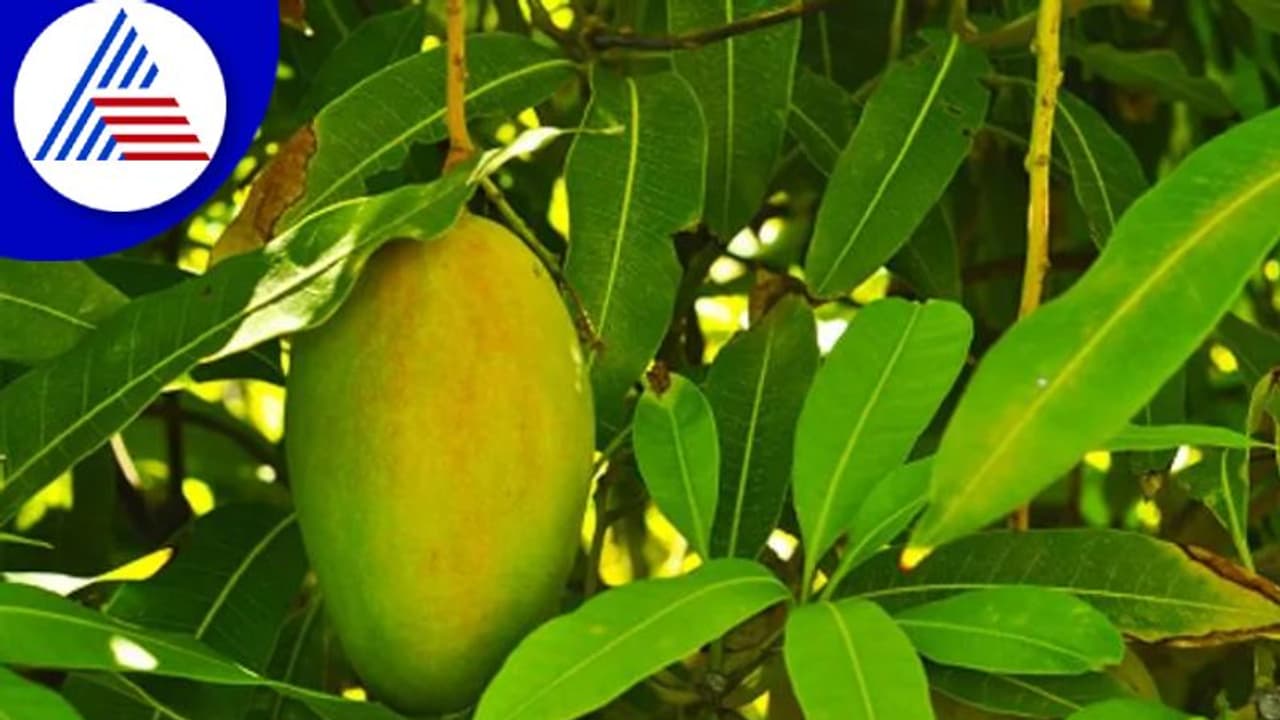 ಮಾವಿನ ಹಣ್ಣು ಮಾತ್ರವಲ್ಲ, ಆರೋಗ್ಯಕ್ಕಾಗಿ ಮಾವಿನ ಎಲೆಯನ್ನೂ ತಿನ್ನಿ ಮಾವಿನ ಹಣ್ಣು ಮಾತ್ರವಲ್ಲ, ಆರೋಗ್ಯಕ್ಕಾಗಿ ಮಾವಿನ ಎಲೆಯನ್ನೂ ತಿನ್ನಿ