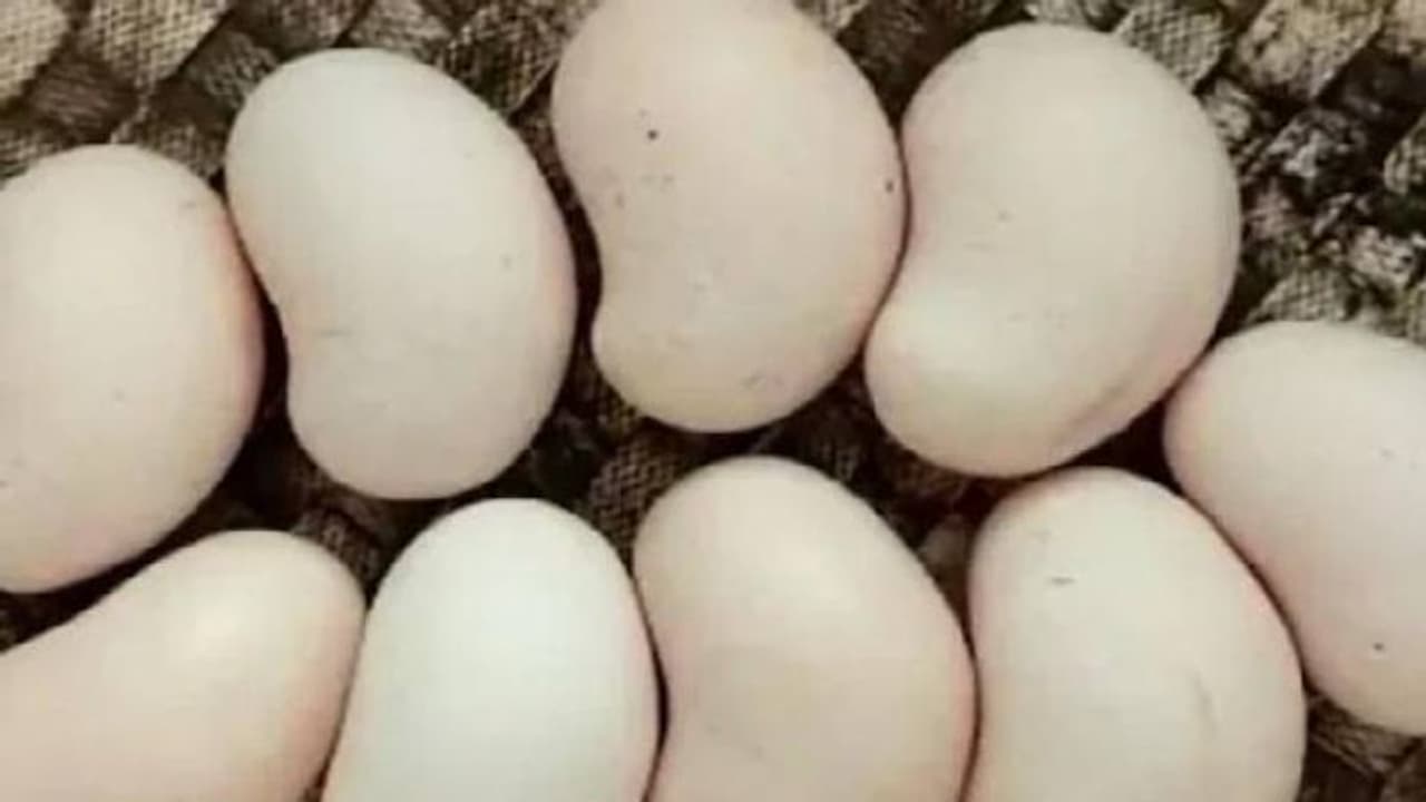 കശുവണ്ടിയുടെ ആകൃതിയിലുള്ള മുട്ടയിട്ടു, താരമായി കോഴി കശുവണ്ടിയുടെ ആകൃതിയിലുള്ള മുട്ടയിട്ടു, താരമായി കോഴി