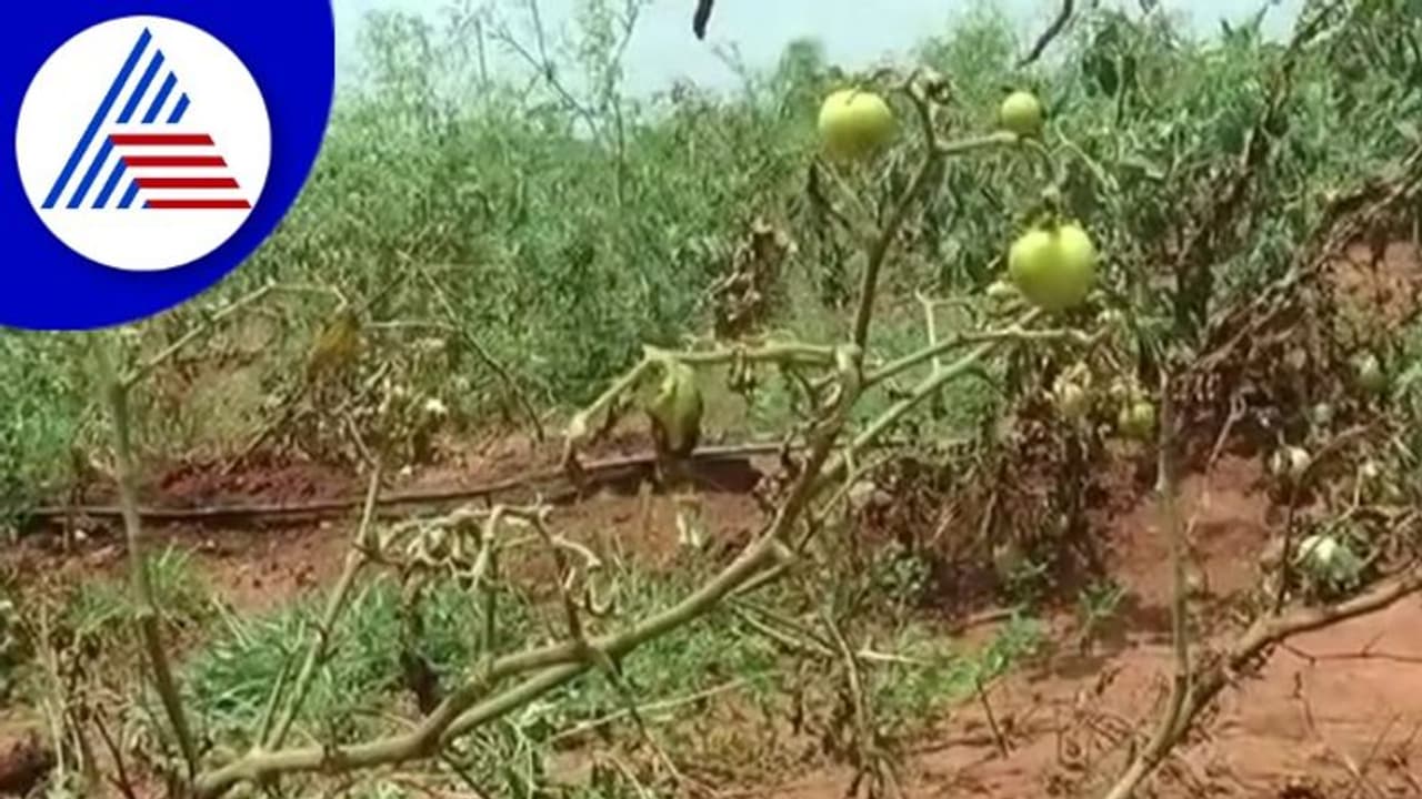 Chitradurga; ಟೊಮ್ಯಾಟೊ ಬೆಲೆ ಗಗನಕ್ಕೇರಿದ್ರೂ ರೈತನಿಗೆ ತಪ್ಪದ ಸಂಕಷ್ಟ 
