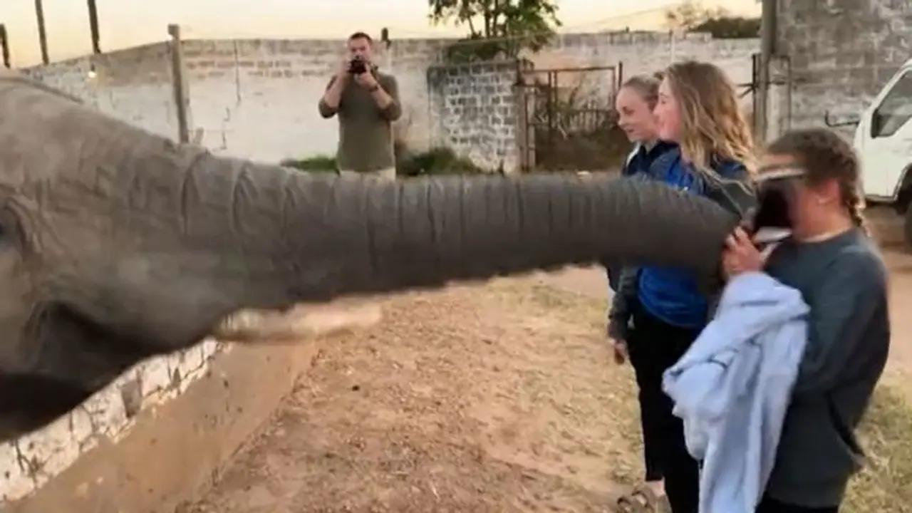 Elephant slaps girl, snatches mobile as she attempts to click picture; watch Elephant slaps girl, snatches mobile as she attempts to click picture; watch