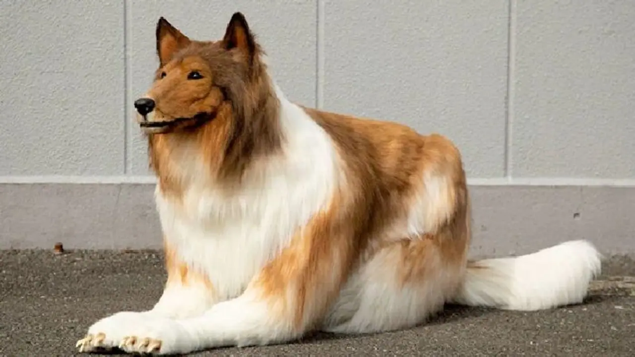 നായയുടെ രൂപത്തിലേക്ക് മാറി മനുഷ്യന്‍; വീഡിയോ 