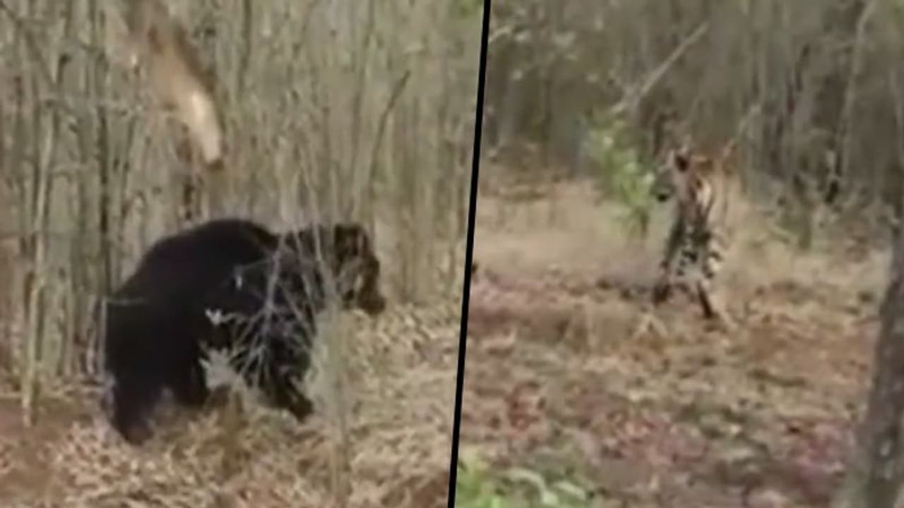 Furious sloth bear chases tiger in Tadoba Tiger Reserve; watch Furious sloth bear chases tiger in Tadoba Tiger Reserve; watch
