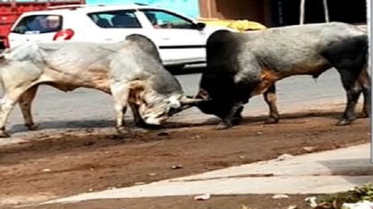 सड़क पर दो सांडों के भिड़ते ही बाजार में मची अफरा तफरी, जान बचाकर भागने के लिए मजबूर हुए राहगीर