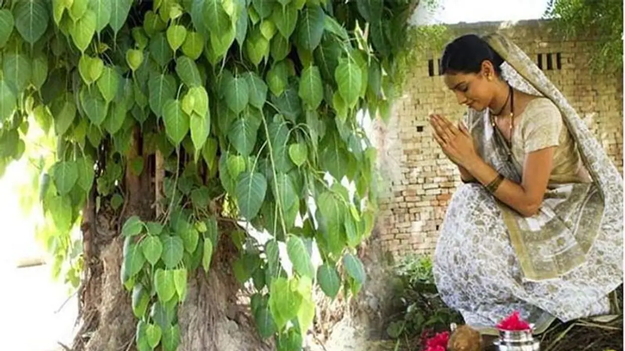 Achala Ekadashi 2022: अचला एकादशी पर करें पीपल की पूजा, बनेंगे धन लाभ के योग और दूर होंगे ग्रहों के दोष 