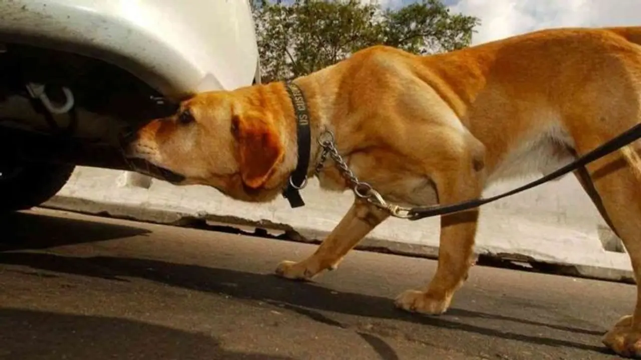 जानिए कुत्ते पोल, टायर या दीवार जैसी वर्टिकल सतह पर यूरिन क्यों करते हैं, जमीन से उन्हें क्या दिक्कत है 