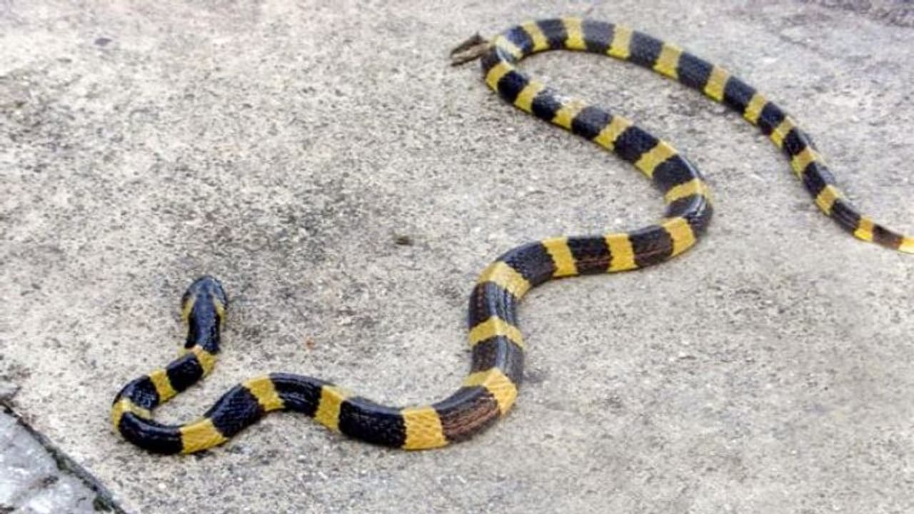 చనిపోయిన పాము లేచి కాటేసింది.. పెళ్లైన పదహారేళ్లకు.. లేకలేక పుట్టిన చిన్నారిని పొట్టన పెట్టుకుంది... చనిపోయిన పాము లేచి కాటేసింది.. పెళ్లైన పదహారేళ్లకు.. లేకలేక పుట్టిన చిన్నారిని పొట్టన పెట్టుకుంది...