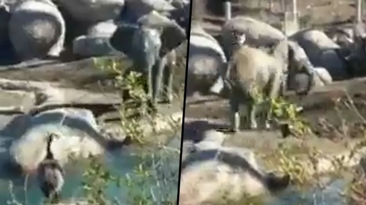 Baby elephant irks bird by spraying water; viral video teaches a lesson for life