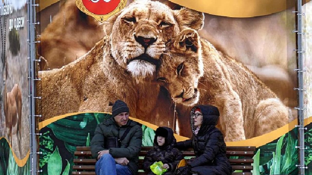9 lions, facing starvation at Ukrainian zoo, rescued from Putin's wrath