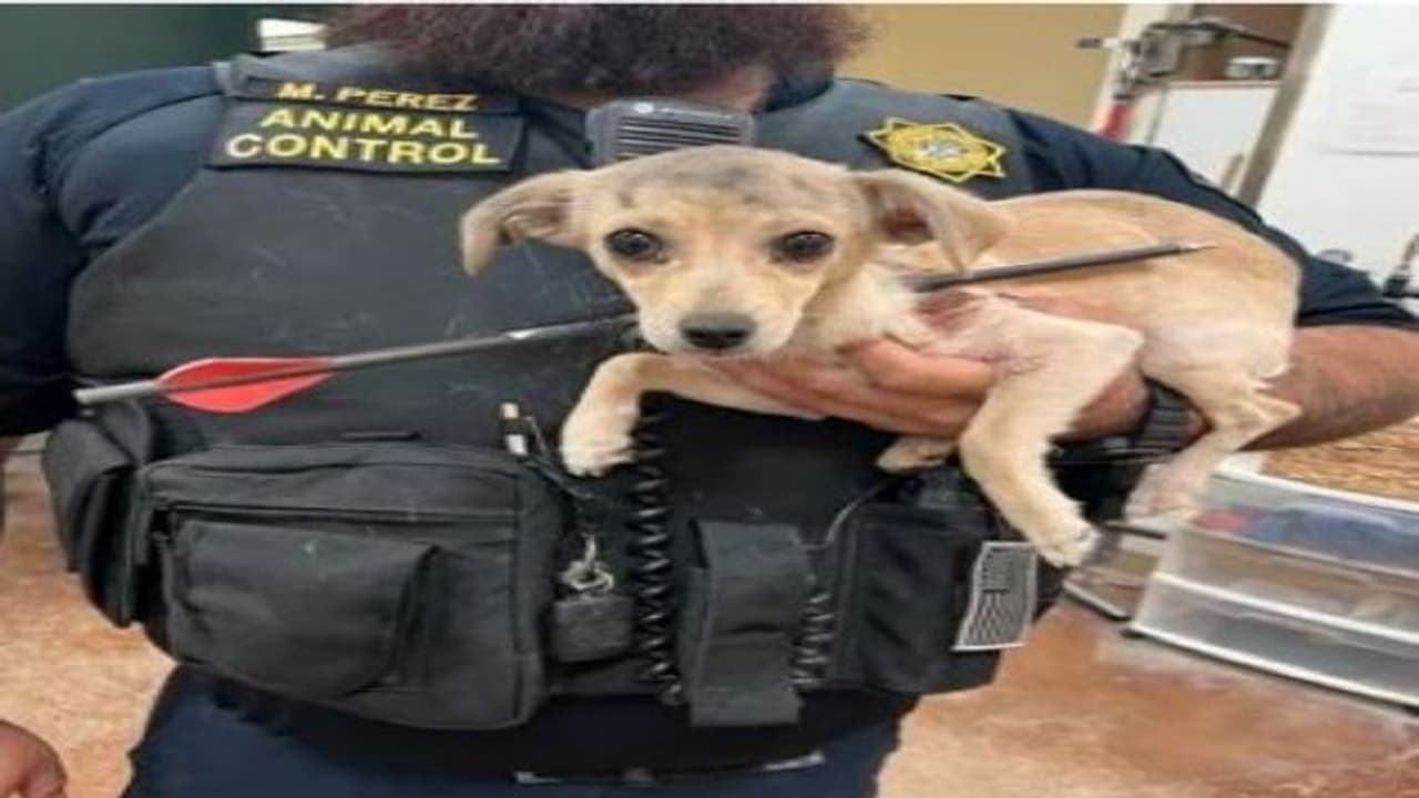 शर्मनाक: कुत्ते पर धनुष बाण से हमला, गर्दन के आरपार हुआ तीर, डॉक्टराें ने ऐसे बचाई जान 