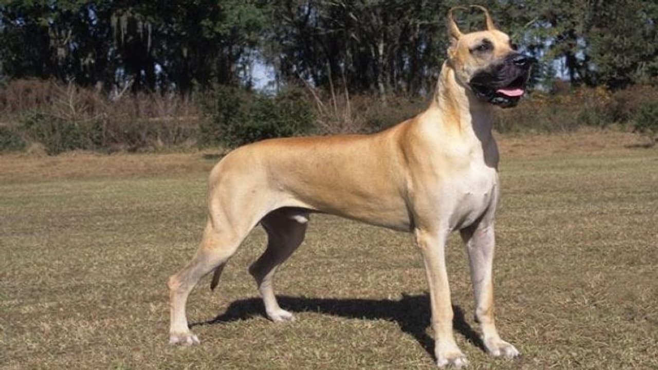 क्रिकेट बैट से पिता पुत्र ने कुत्ते को बेरहमी से पीटकर की हत्या, शिकायतकर्ता ने मेनका गांधी से लगाई गुहार क्रिकेट बैट से पिता पुत्र ने कुत्ते को बेरहमी से पीटकर की हत्या, शिकायतकर्ता ने मेनका गांधी से लगाई गुहार